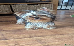Yorkshire Terrier dogs for sale: Female Yorkshire terrier  - Image 3