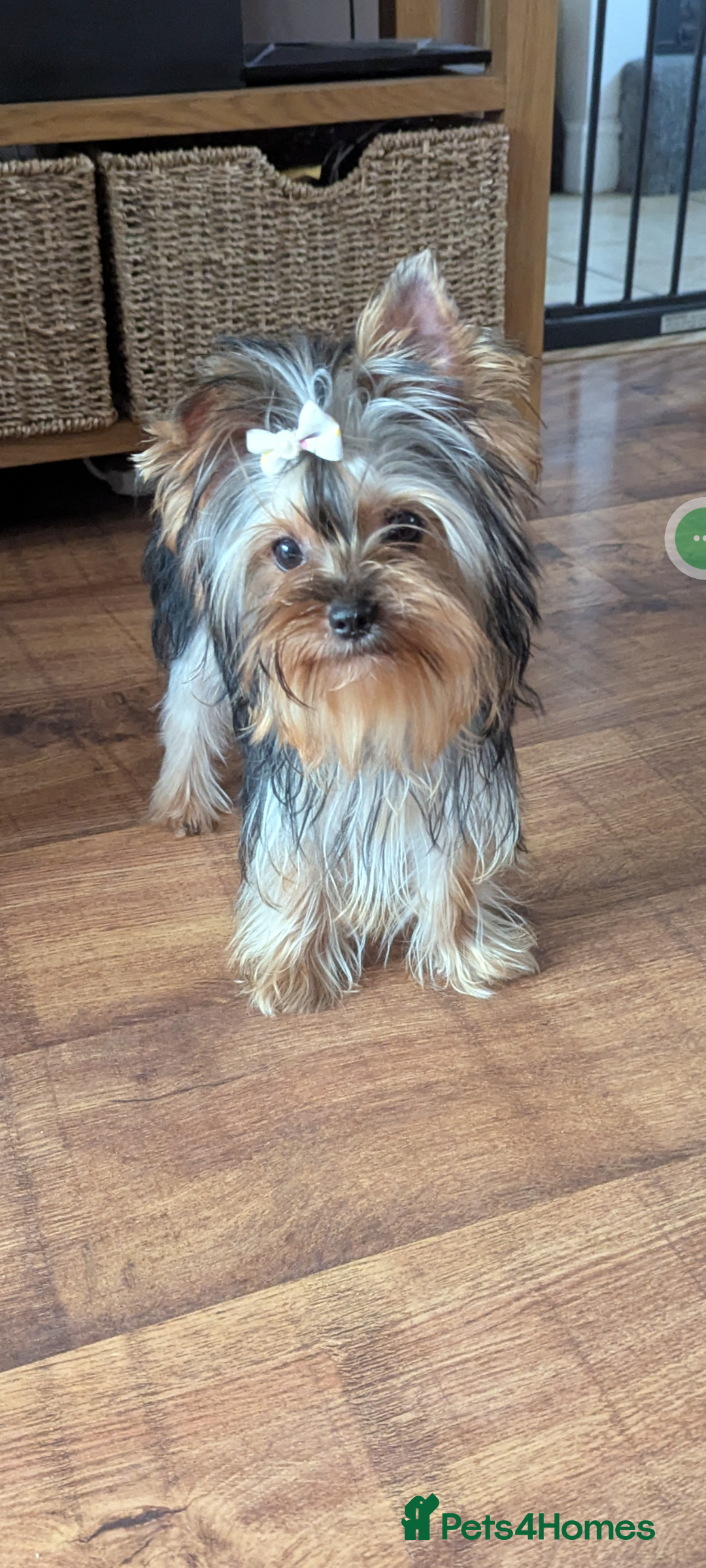 Yorkshire Terrier dogs for sale: Female Yorkshire terrier  - Image 3