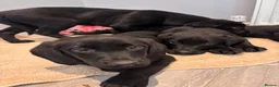 Labrador Retriever dogs for sale: Gorgeous Labradors  in Chelmsford - Advert 9