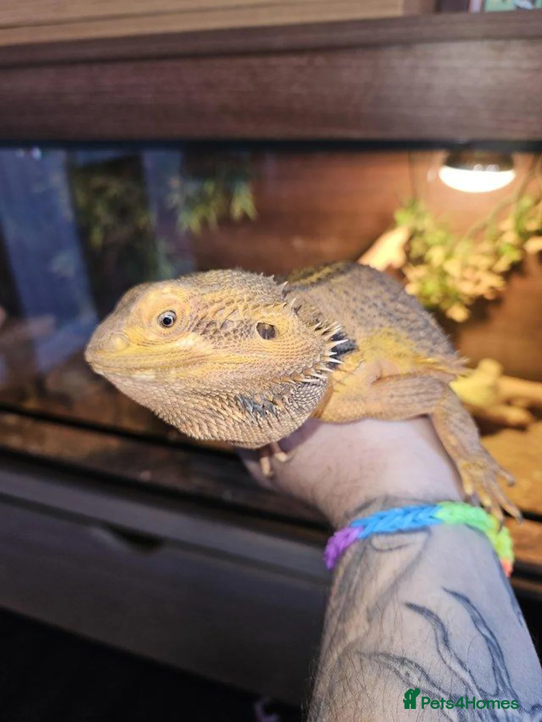 Bearded Dragon reptiles for sale: Male bearded dragon - Advert 2