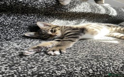 Domestic Shorthair cats for sale: Sweetest Kitten - Image 6
