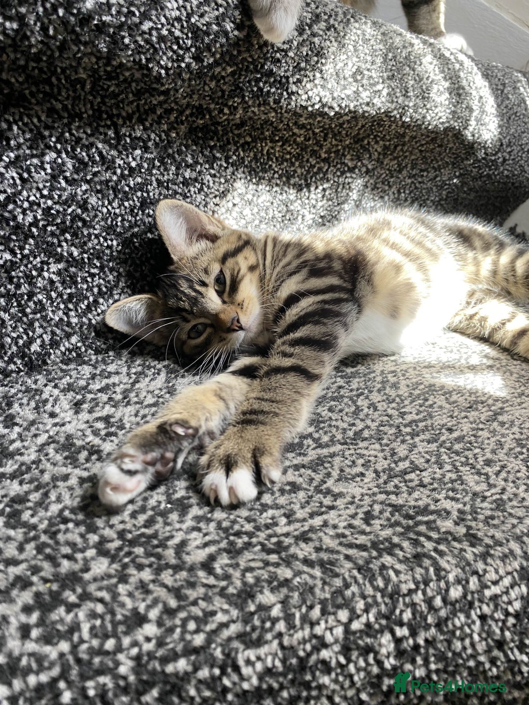 Domestic Shorthair cats for sale: Sweetest Kitten - Image 6