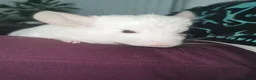 Chinchilla rodents for sale: ❄️Beautiful Pink White Chinchilla with Red Eyes❄️ - Advert 16