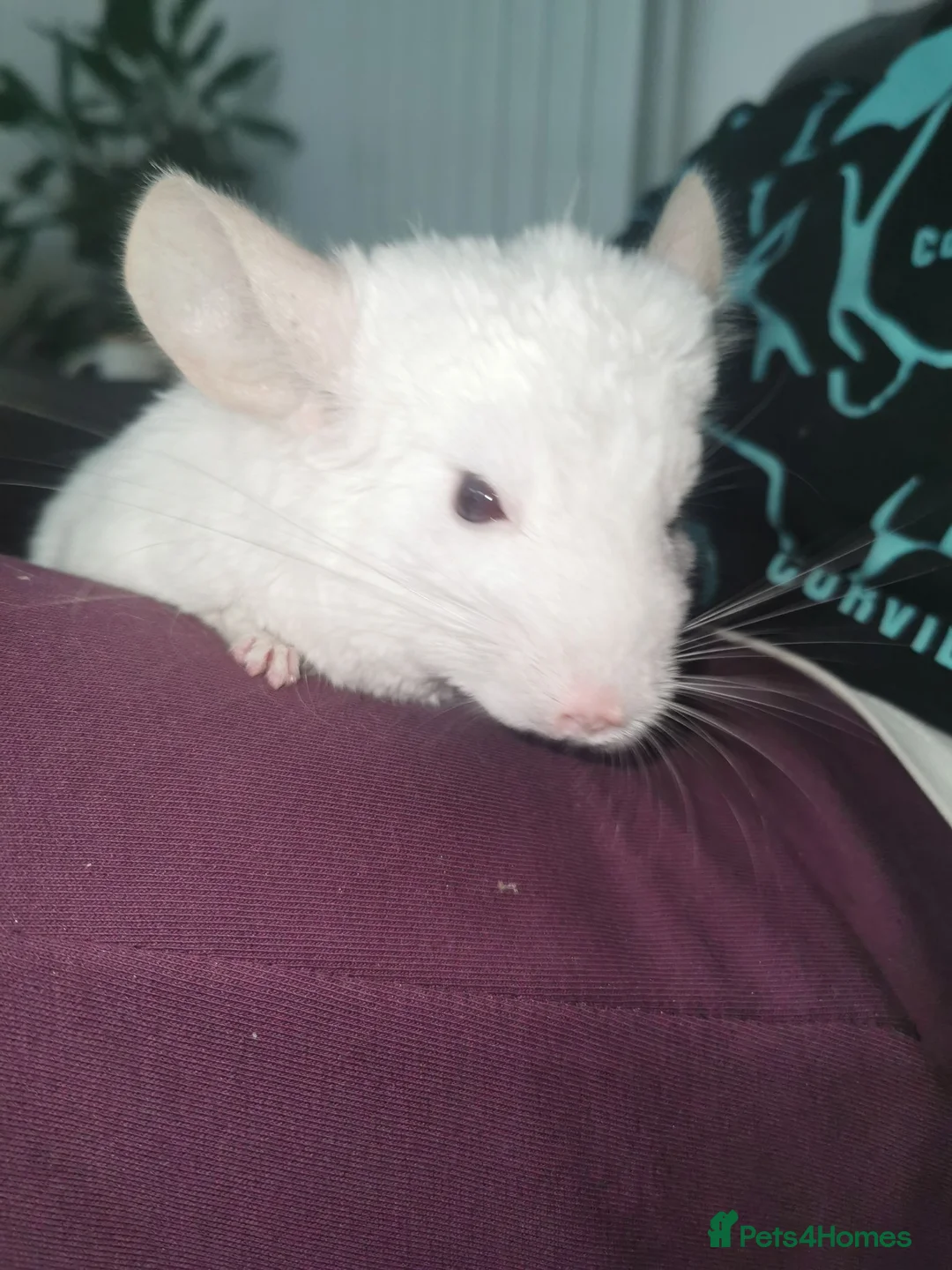 Chinchilla rodents for sale: ❄️Beautiful Pink White Chinchilla with Red Eyes❄️ - Advert 16