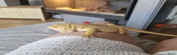 Bearded Dragon reptiles for sale: Male 14 month old bearded dragon with setup  in Nottingham - Advert 5