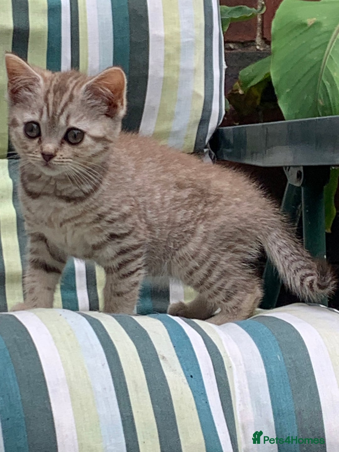 British Shorthair cats for sale: British shorthair kittens  - Image 8