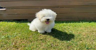 Coton De Tulear dogs in Stafford - Advert 1
