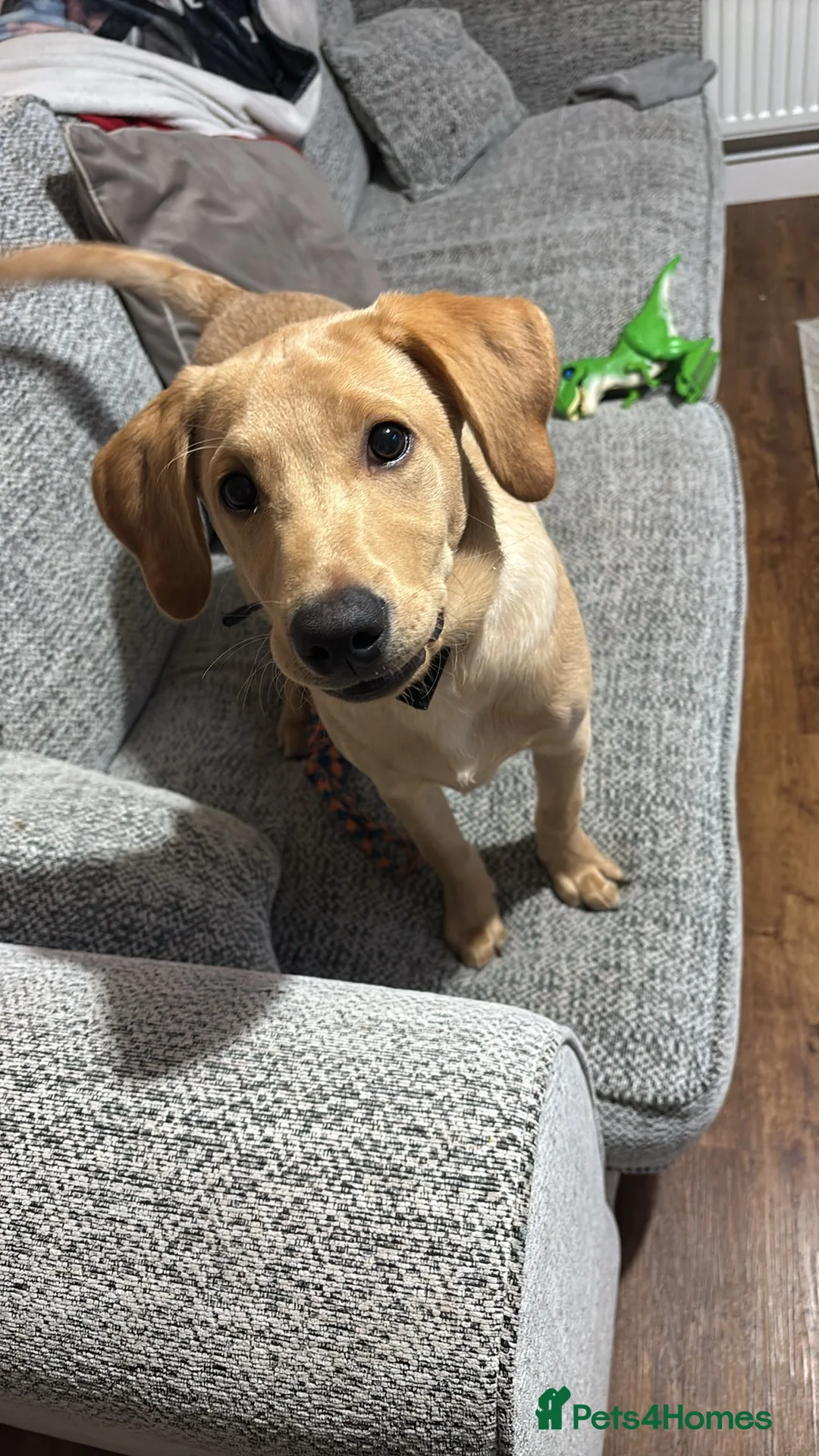 Labrador Retriever dogs for sale: 6 month old golden Labrador  in St. Ives - Advert 1