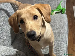 Labrador Retriever dogs 6 month old golden Labrador - Advert 10