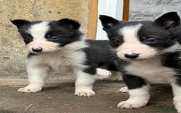 Border Collie dogs for sale: Border collie pups  - Image 23