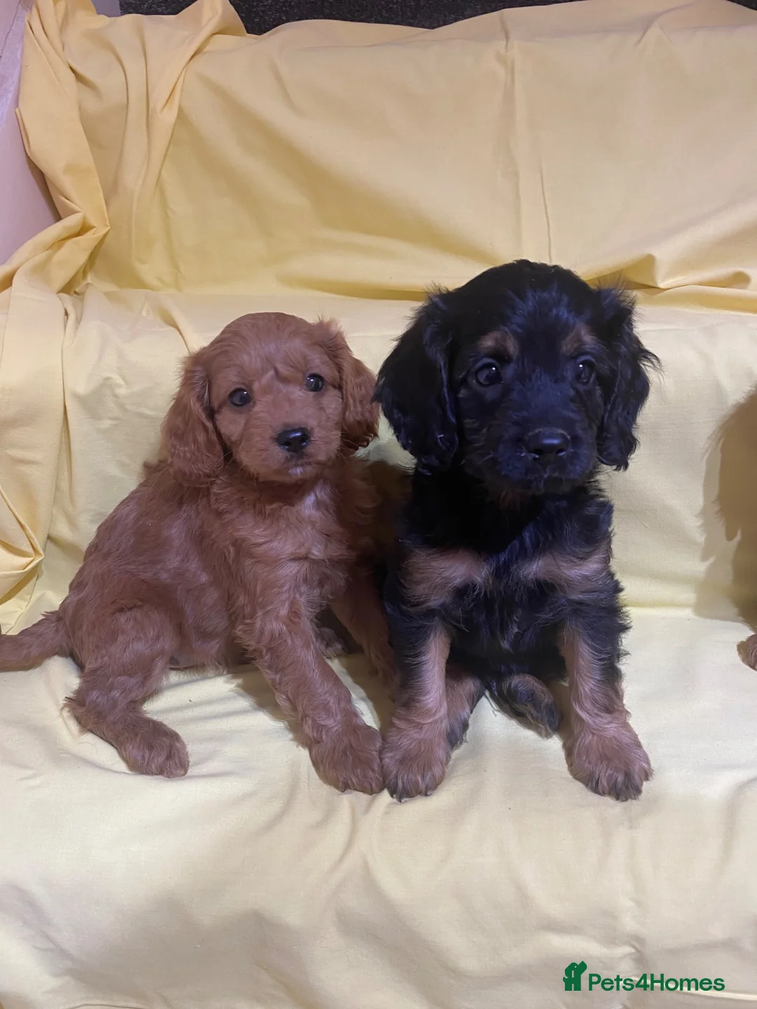 Cavapoo dogs for sale: Cavapoos f1 Health tested  - Advert 13