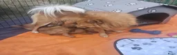 Pomeranian dogs for sale: Pomeranian  - Advert 10