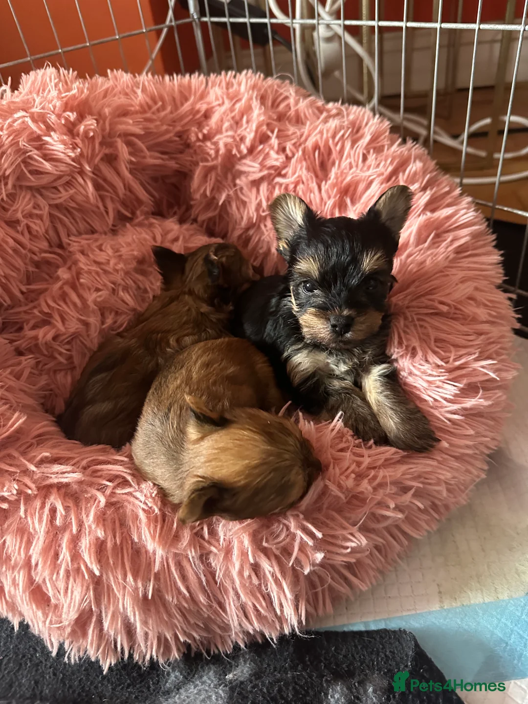 Yorkshire Terrier dogs for stud: Mini Gold dust Yorkshire terrier for stud in Dagenham - Advert 9