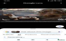 Miniature Dachshund dogs for sale: MINI WIRE READY NOW PRA LAFORA CLEAR  - Image 8