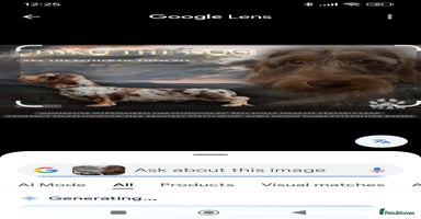 Miniature Dachshund dogs - Advert 9