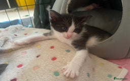 Mixed Breed cats for sale: Ragdoll mixed breed kittens  - Image 7