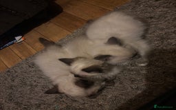 Ragdoll cats for sale: Ragdoll  - Image 1