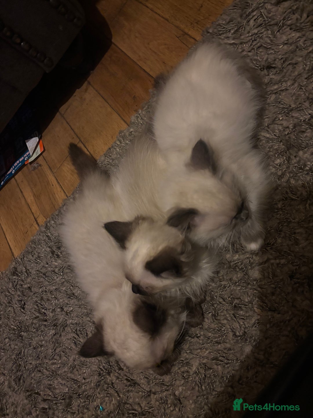 Ragdoll cats for sale: Ragdoll  - Image 1