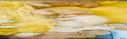 Golden Retriever dogs for sale: Golden retriever puppies (7)  in Barton-upon-Humber - Advert 27