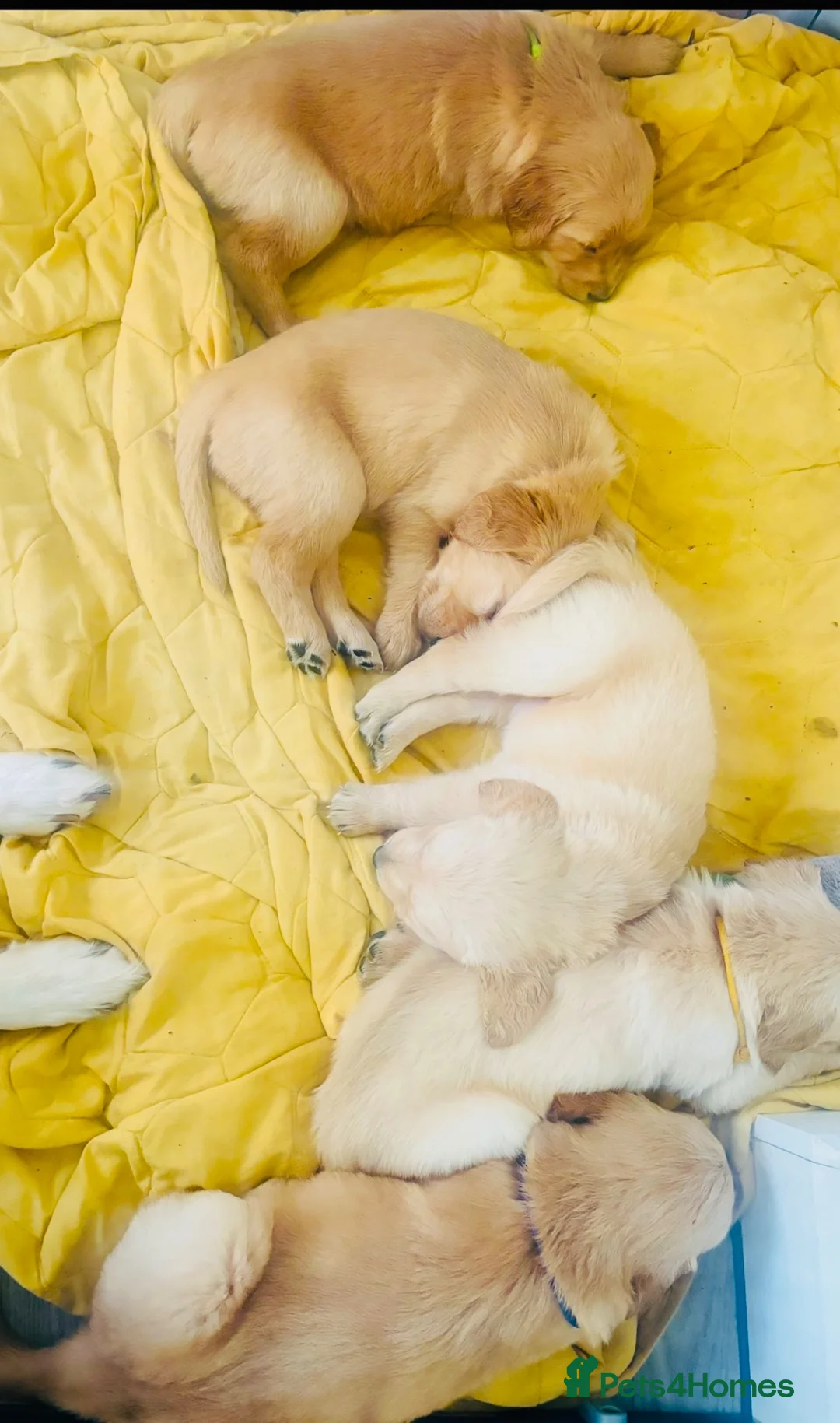 Golden Retriever dogs for sale: Golden retriever puppies (7)  in Barton-upon-Humber - Advert 27