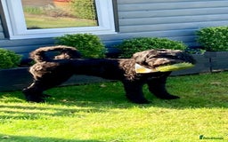 Portuguese Water Dog dogs for sale: Portuguese water dog - Image 5