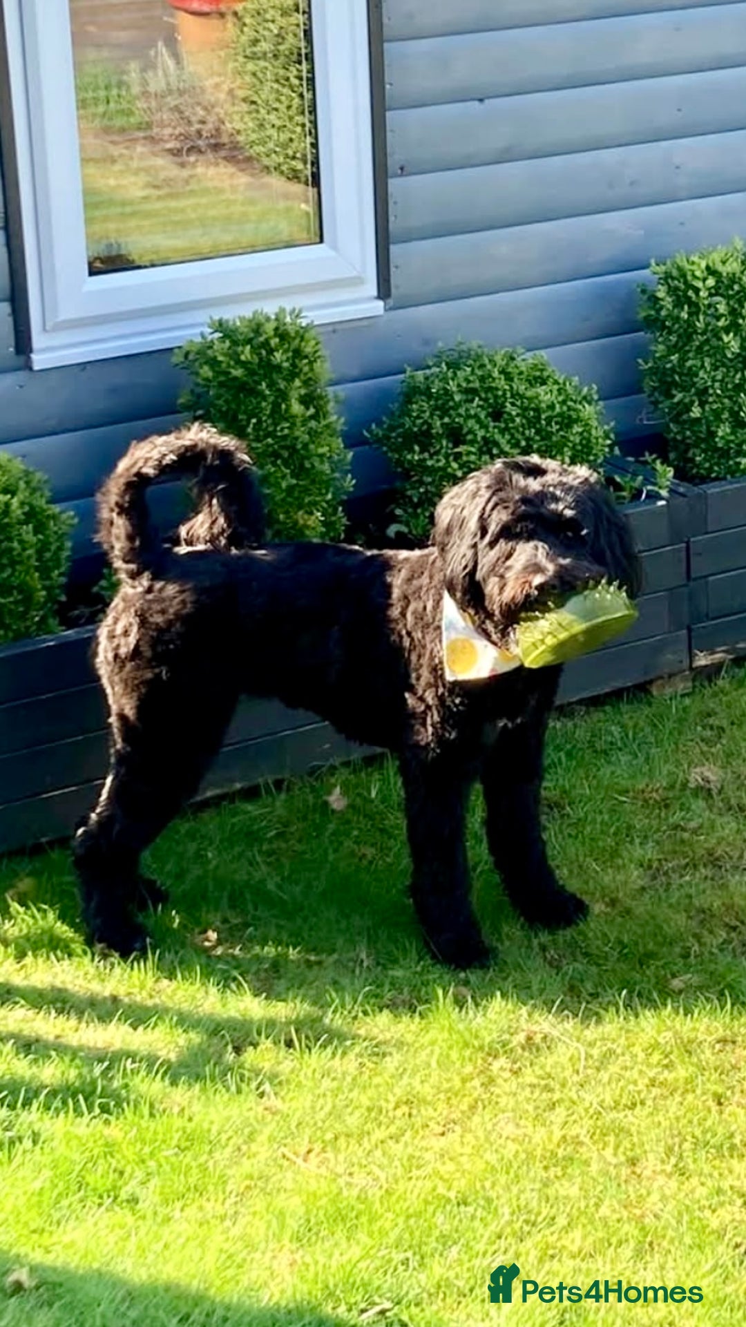 Portuguese Water Dog dogs for sale: Portuguese water dog - Image 5