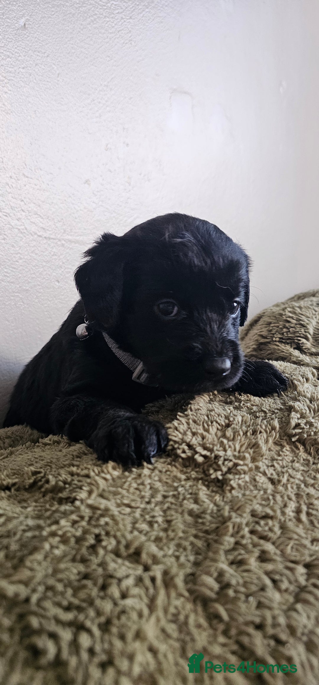 Schnoodle dogs for sale: Perfect schnoodles - Advert 18