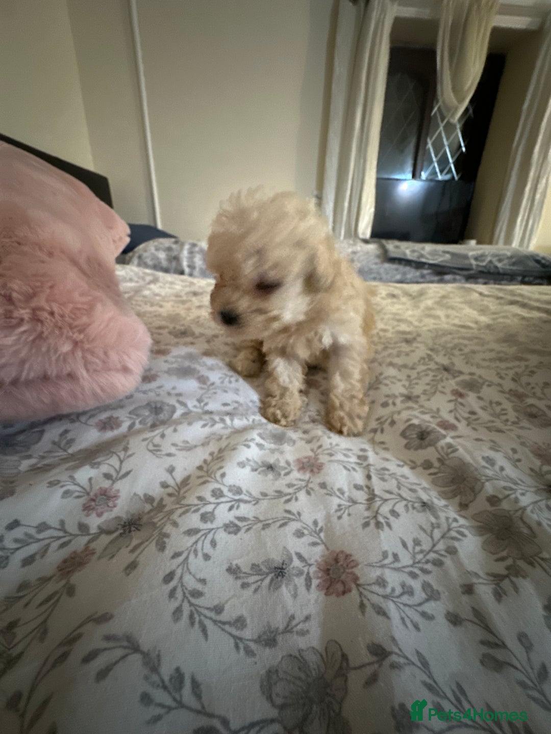 Poochon dogs for sale: Poochon puppies ready now  - Advert 13