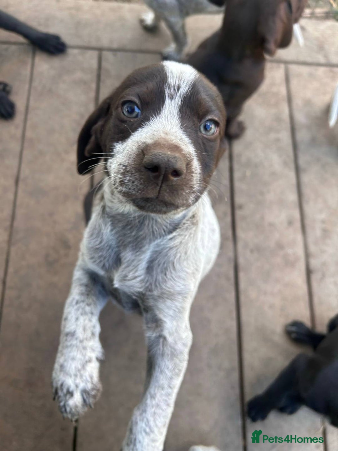German Shorthaired Pointer dogs for sale: Protective German Shorthaired Pointer Puppies - Advert 3