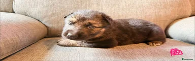 German Shepherd 5