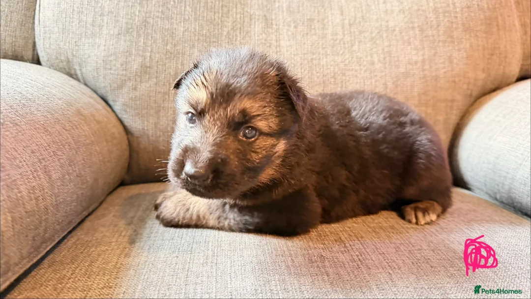 German Shepherd dogs for sale: KC registered German shepherd puppies.  - Advert 14