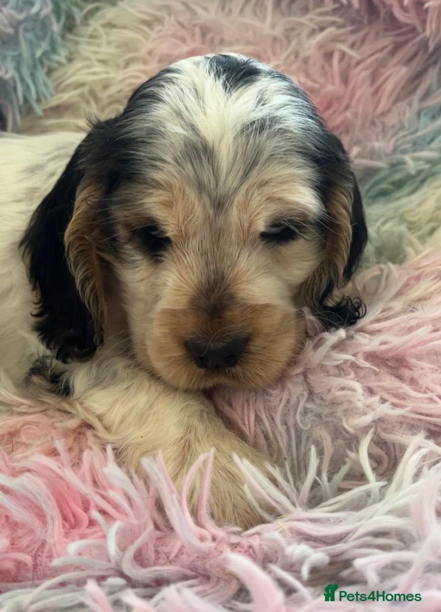 Cocker Spaniel dogs Champion Bloodlines KC Reg Show Cocker Spaniels - Advert 8