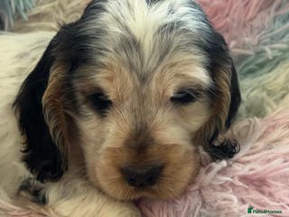 Cocker Spaniel dogs Champion Bloodlines KC Reg Show Cocker Spaniels - Advert 14