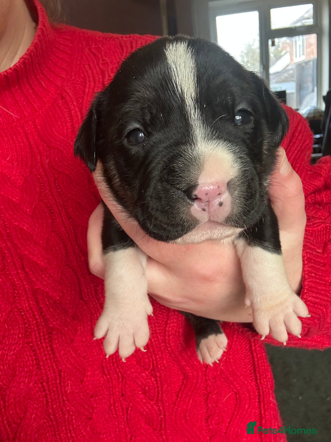 Mixed Breed dogs for sale: 🐾 11 Adorable Puppies From an Accidental Litter - Advert 29