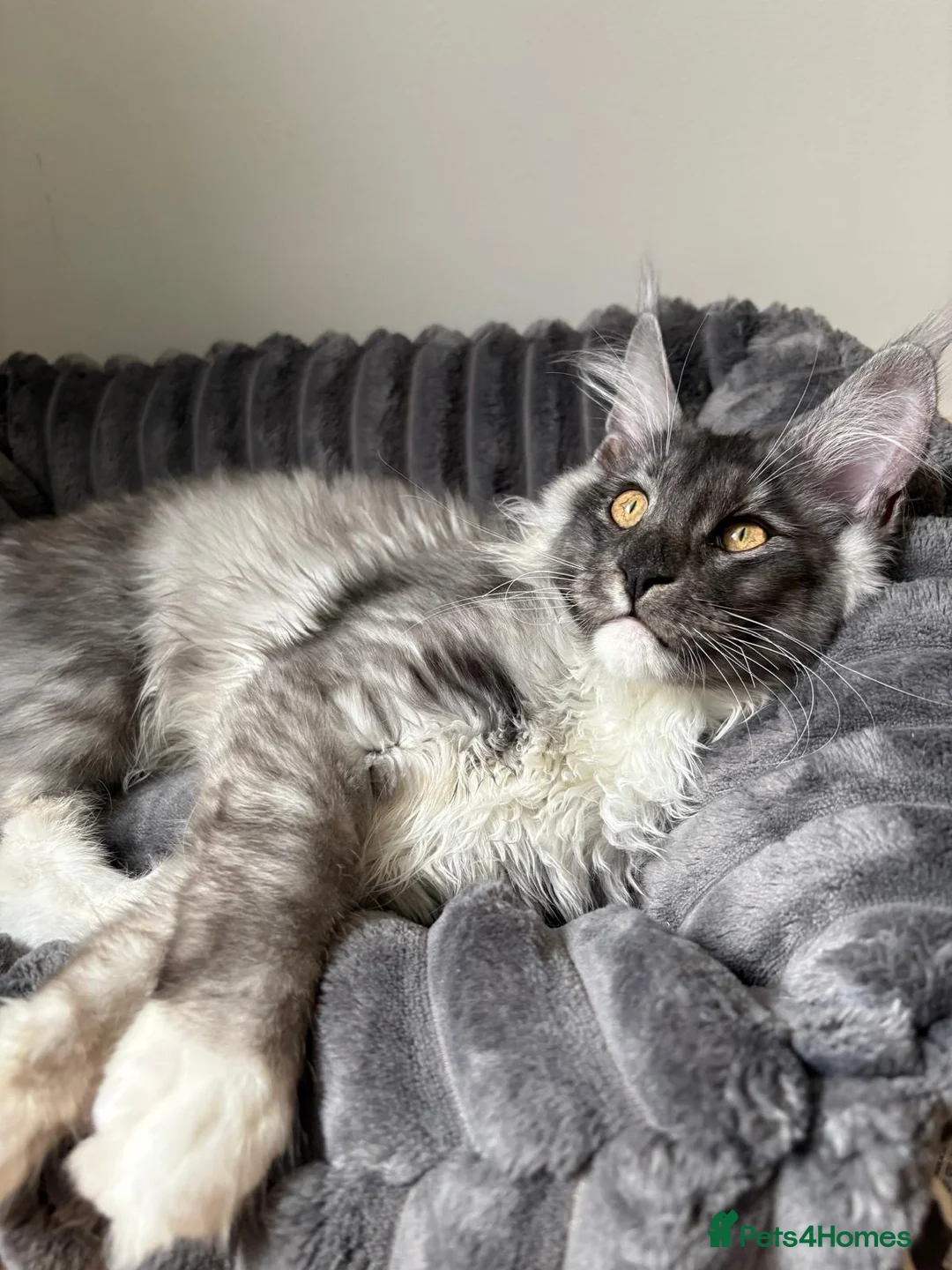Maine Coon cats for sale: XL Maine Coon Kittens for Sale – TICA Reg - Advert 5
