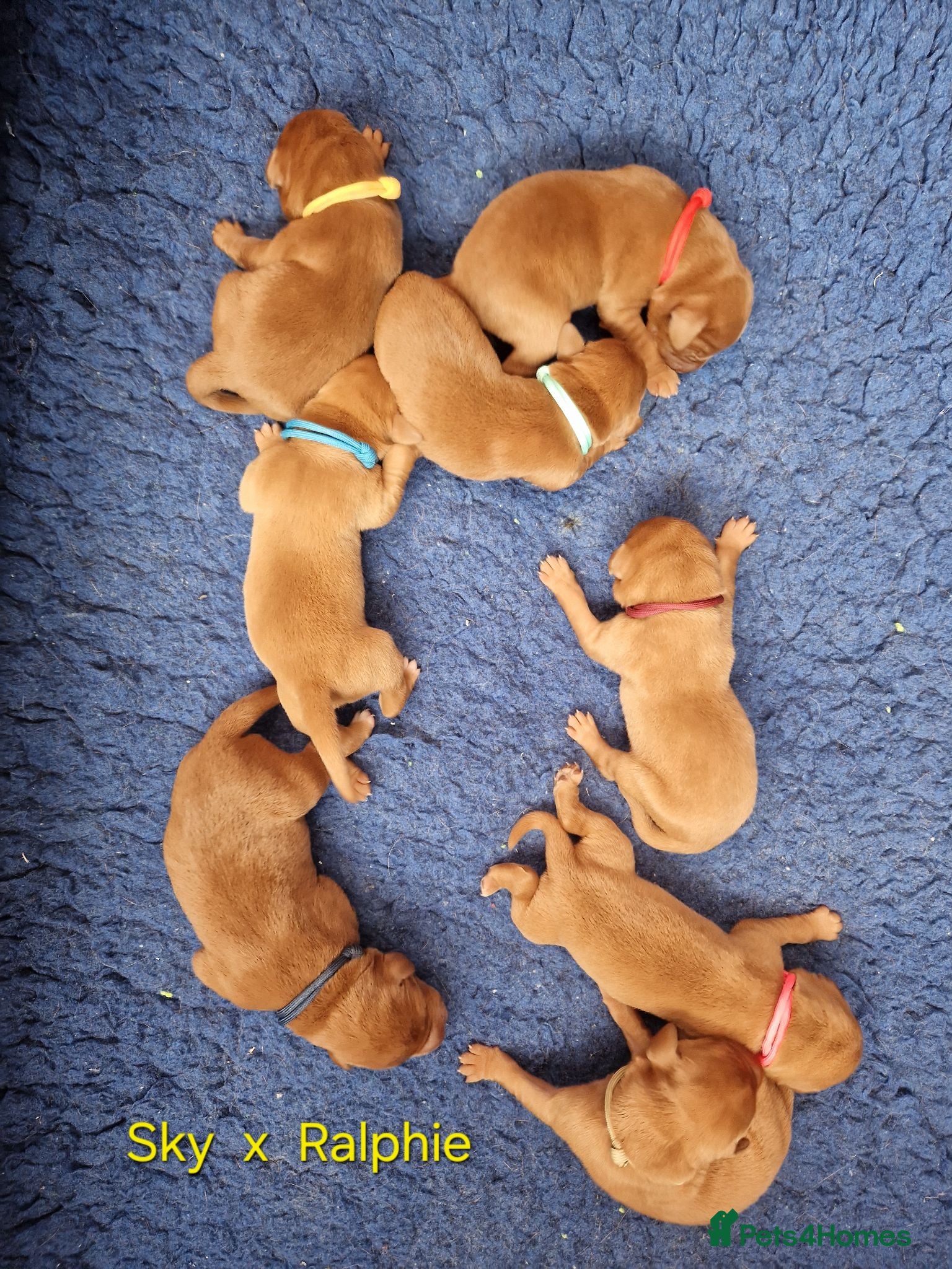 Labrador Retriever dogs Fox Red Labrador Puppies - Advert 2