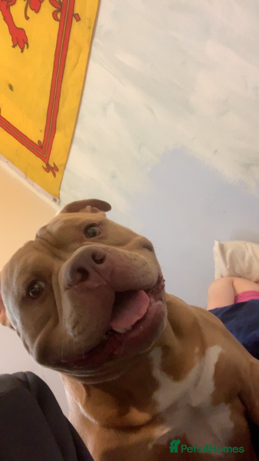 American Bully dogs for sale: American exotic pocket bully  - Advert 4