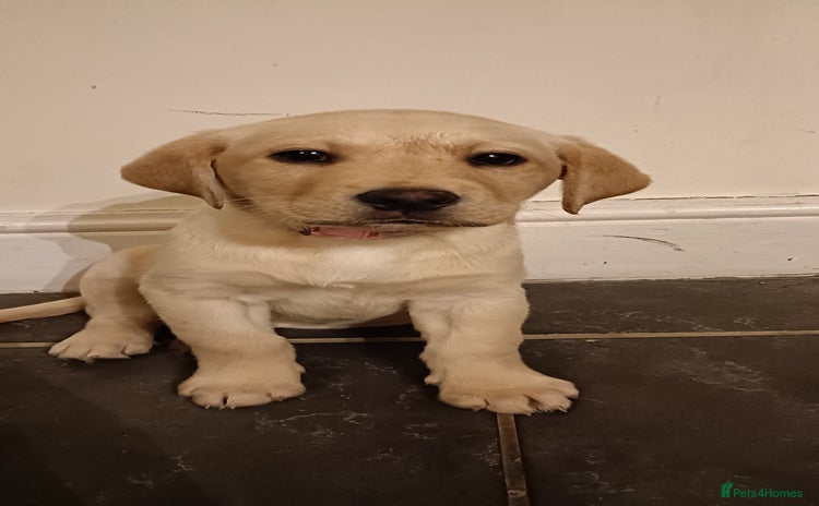 Labrador Retriever dogs - Advert 3