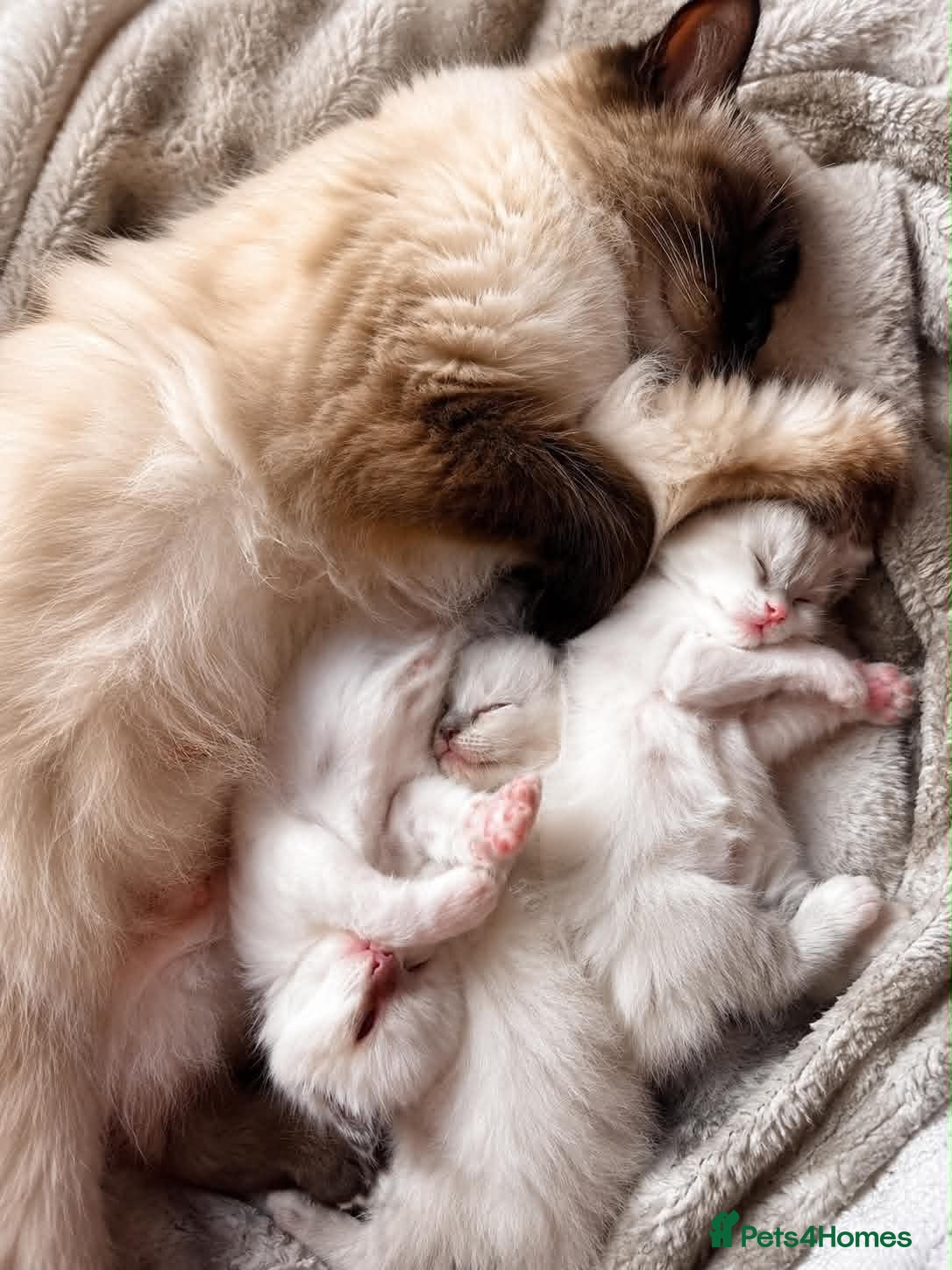 Ragdoll cats Ragdoll Kittens - Seal Point & Blue Bicolour - Advert 1