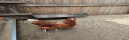 Chickens poultry for sale: Two lohmann brown hens  - Advert 4
