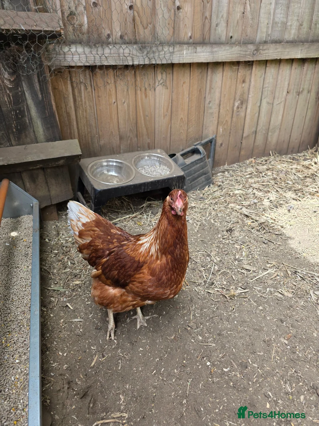 Chickens poultry for sale: Two lohmann brown hens  - Advert 4