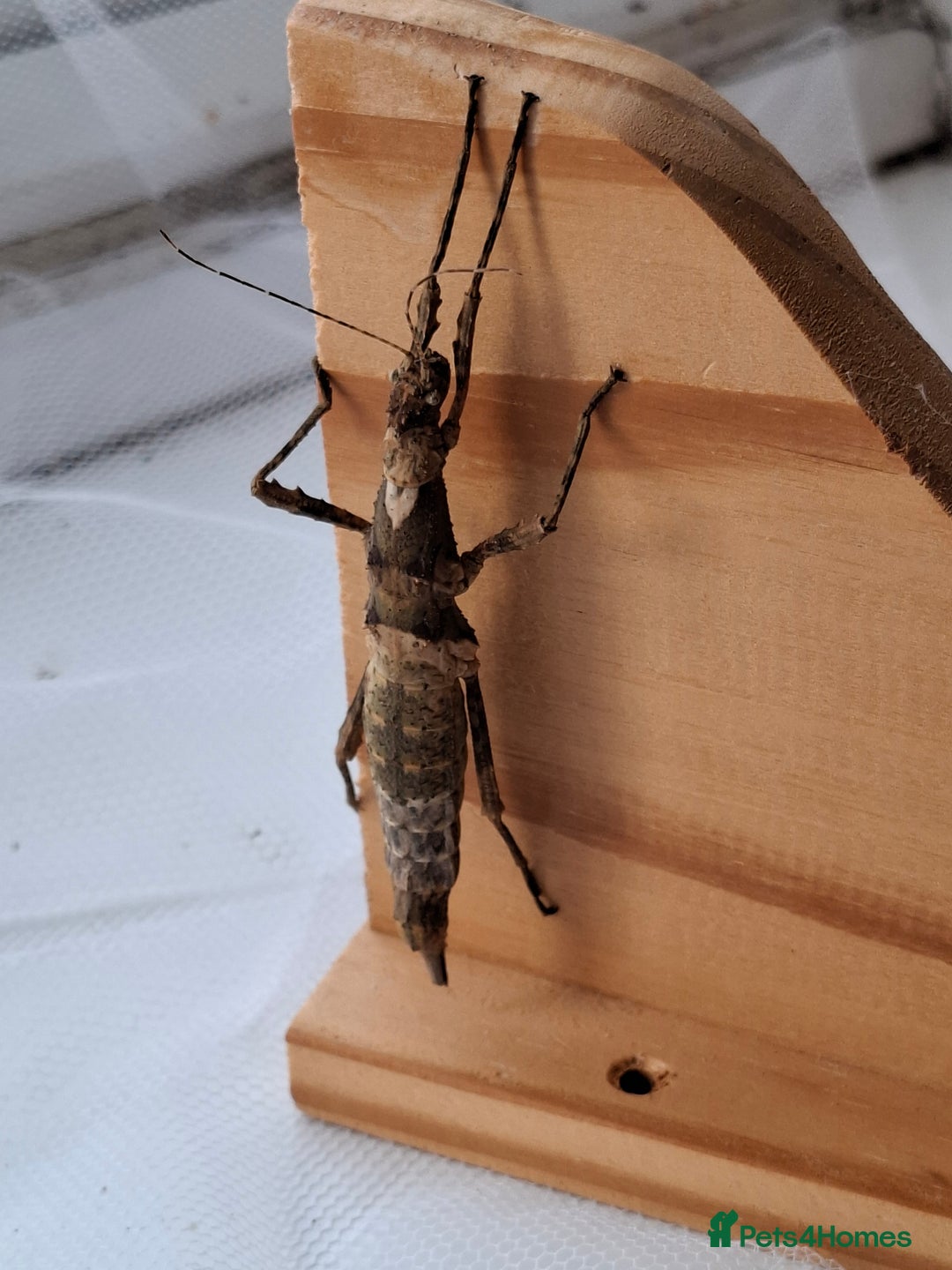 Stick Insects invertebrates for sale: Sungaya aeta eggs.  - Image 2