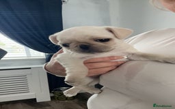 Pug dogs for sale: Rehoming our beautiful girl Bella :(  - Image 10