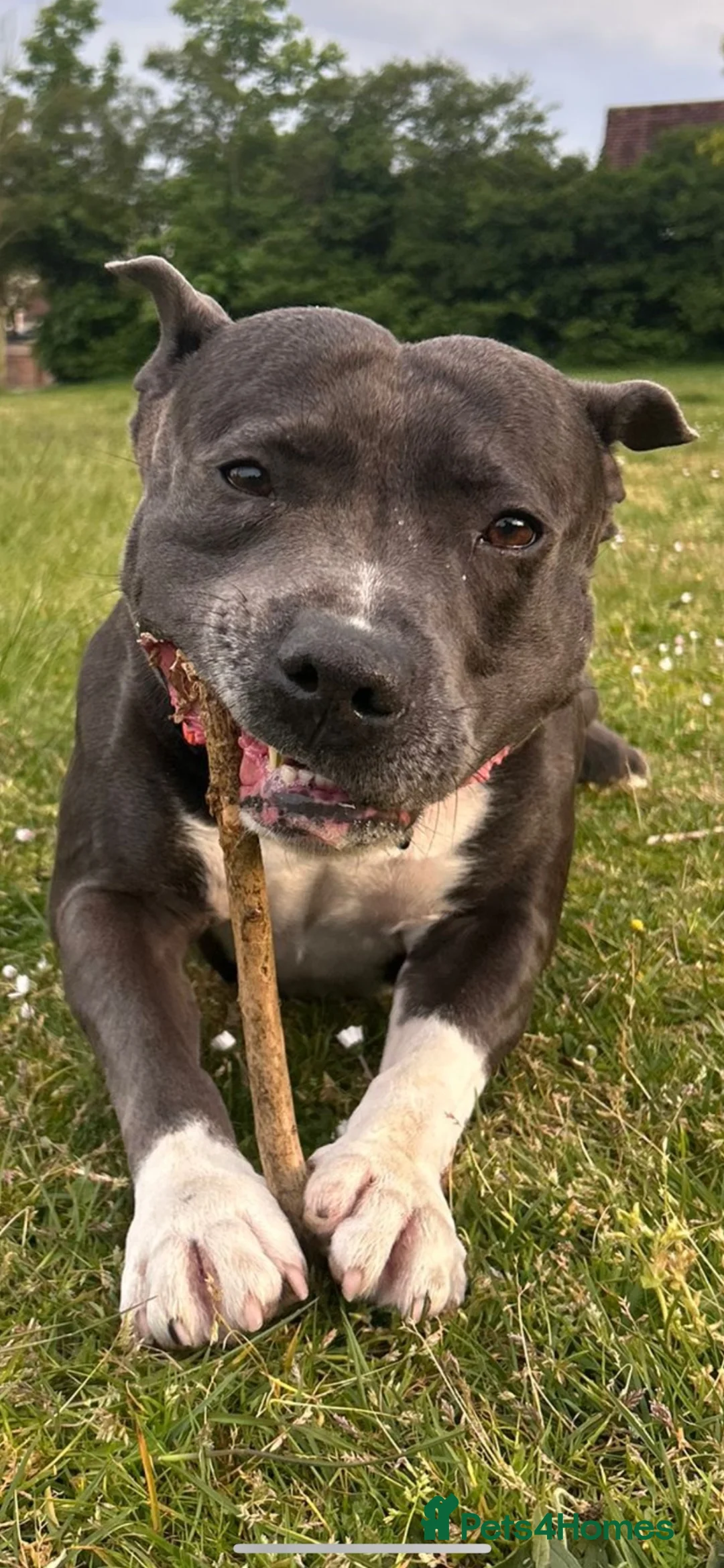 Staffordshire Bull Terrier dogs for stud: 💙Blue Staffordshire Bull Terrier Stud – Reggie 💙 - Advert 2