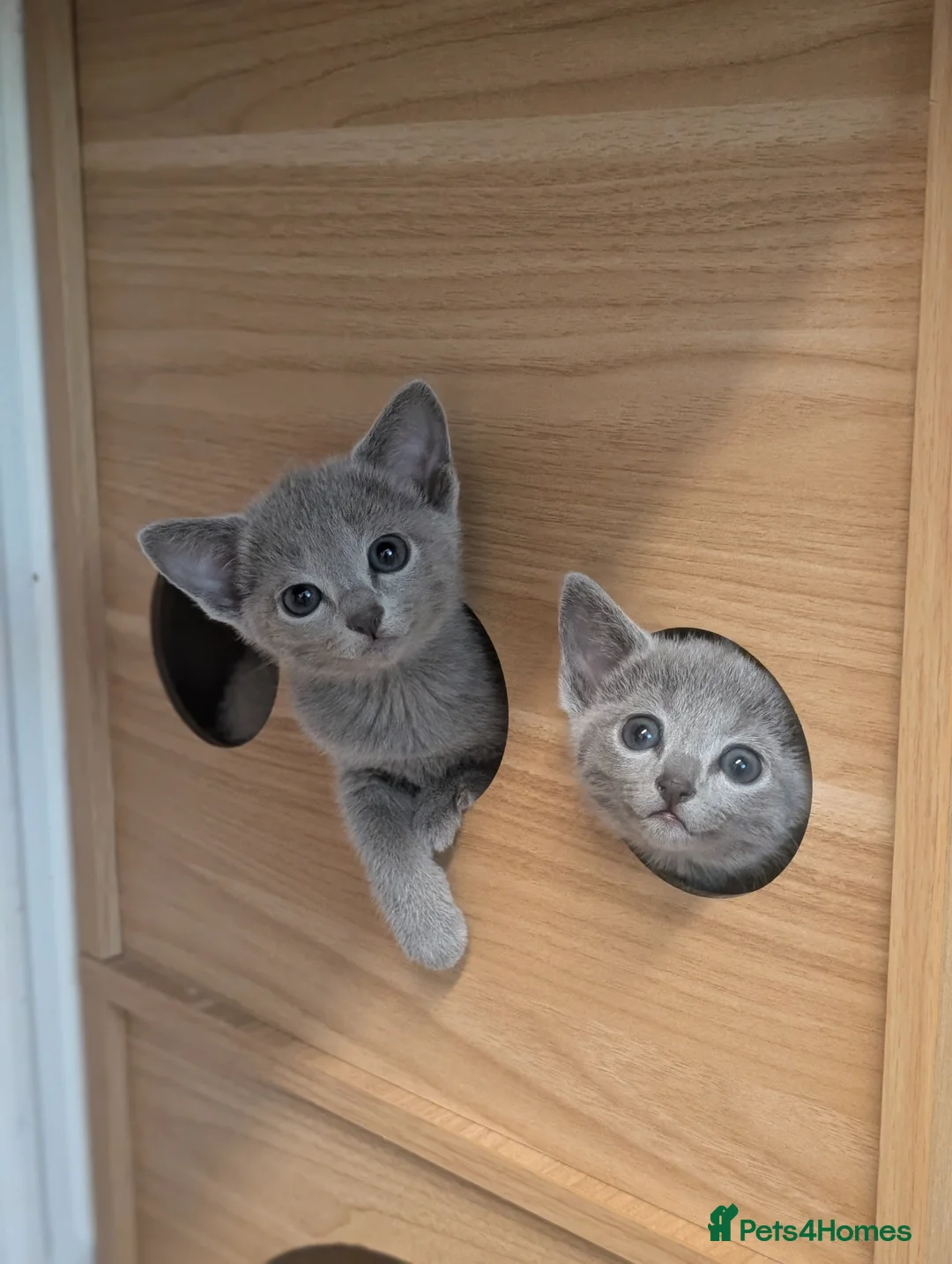 Russian Blue cats for sale: Stunning Full Pedigree Russian Blue  - Advert 2
