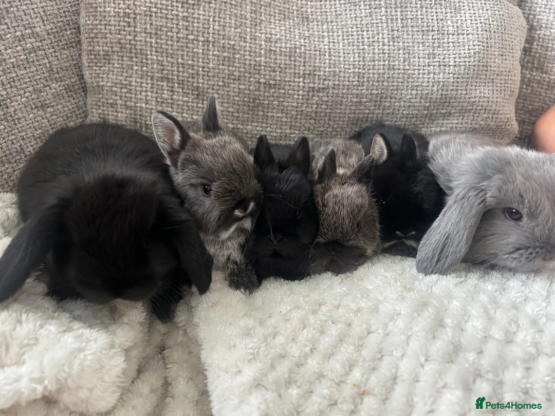 Mixed Breed rabbits for sale: Purebred Netherland dwarf and lops  - Advert 1