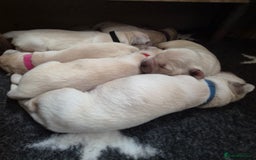 Golden Retriever dogs for sale: 8 beautiful GR - Image 2