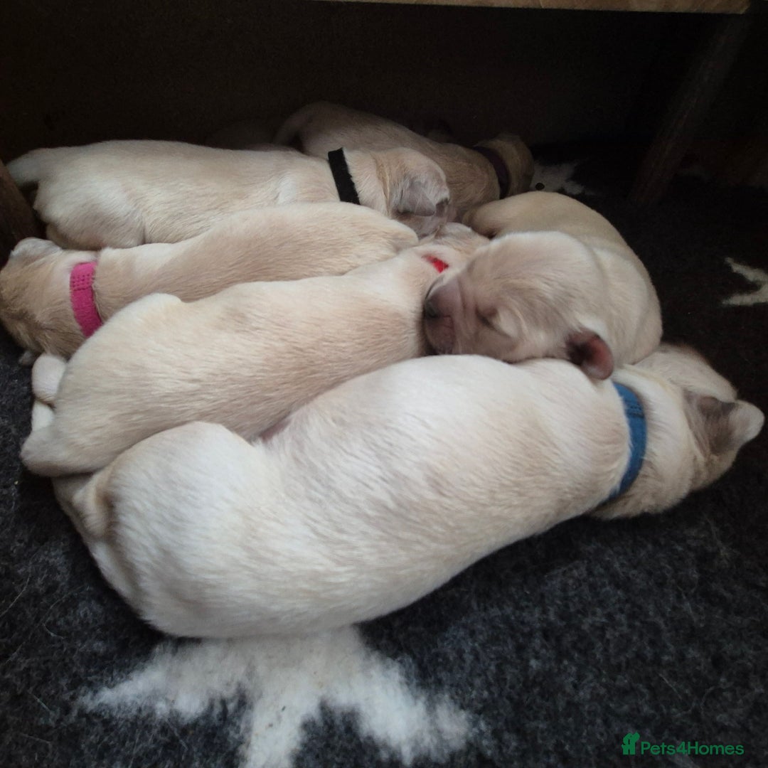 Golden Retriever dogs for sale: 8 beautiful GR - Image 2