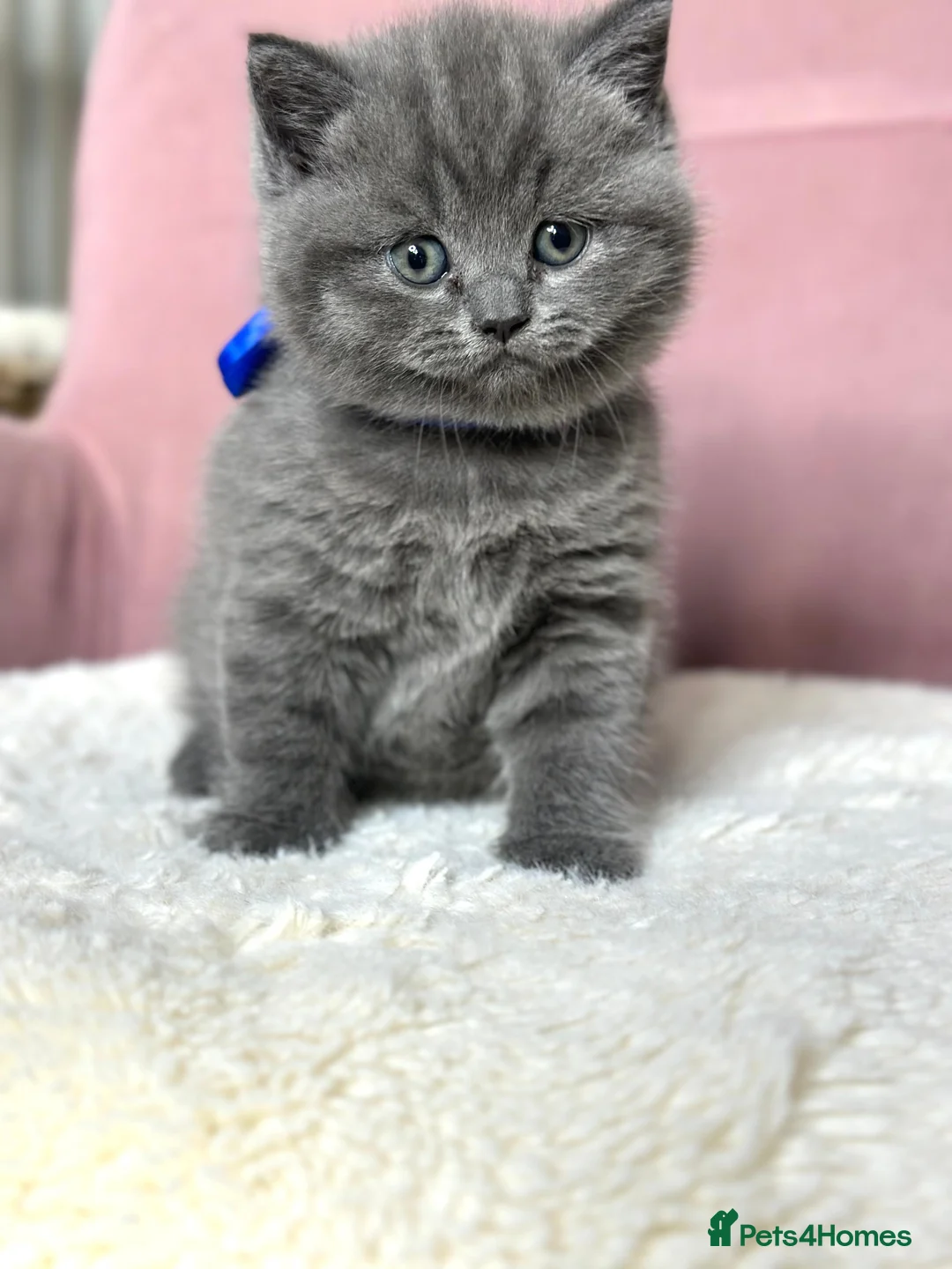 British Shorthair cats for sale: Adorable British Shorthair Kittens for Sale in Lincoln - Advert 26