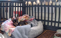 Chihuahua dogs for sale: Chihuahua girls 🩷🩷🩷 - Advert 17